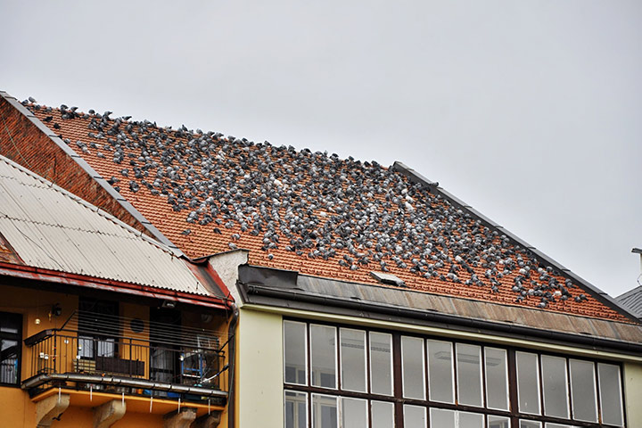 A2B Pest Control are able to install spikes to deter birds from roofs in Wembley Central. 