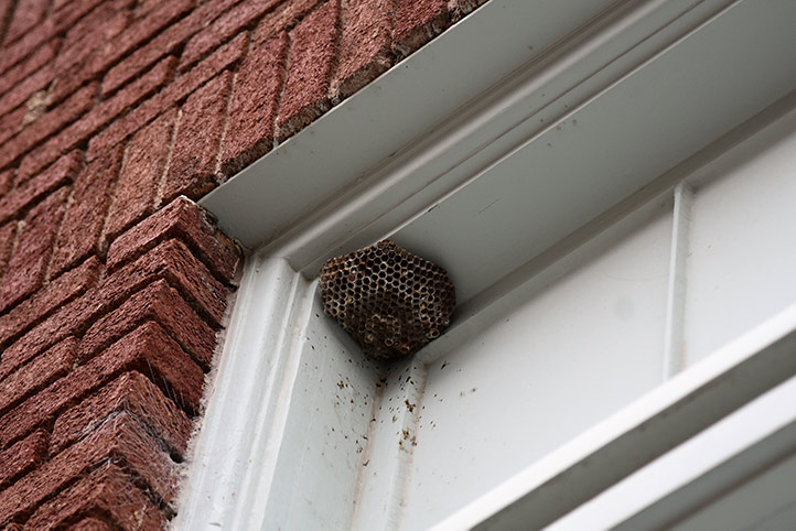 We provide a wasp nest removal service for domestic and commercial properties in Wembley Central.